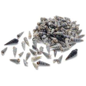 Muscheln - Deko Muscheln für maritime Deko 1,5cm braun, 20g