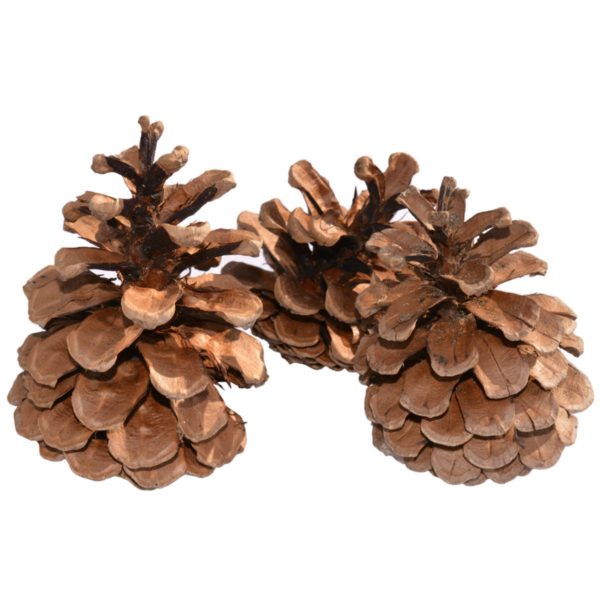 Tannenzapfen - Schwarzkiefer Zapfen Pinus nigra - Kiefernzapfen 4-7cm, 20 Stk | Bejol Bastelshop